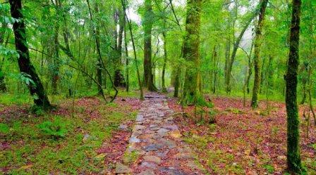 Sacred Forest is one of the top 10 places to visit in shillong